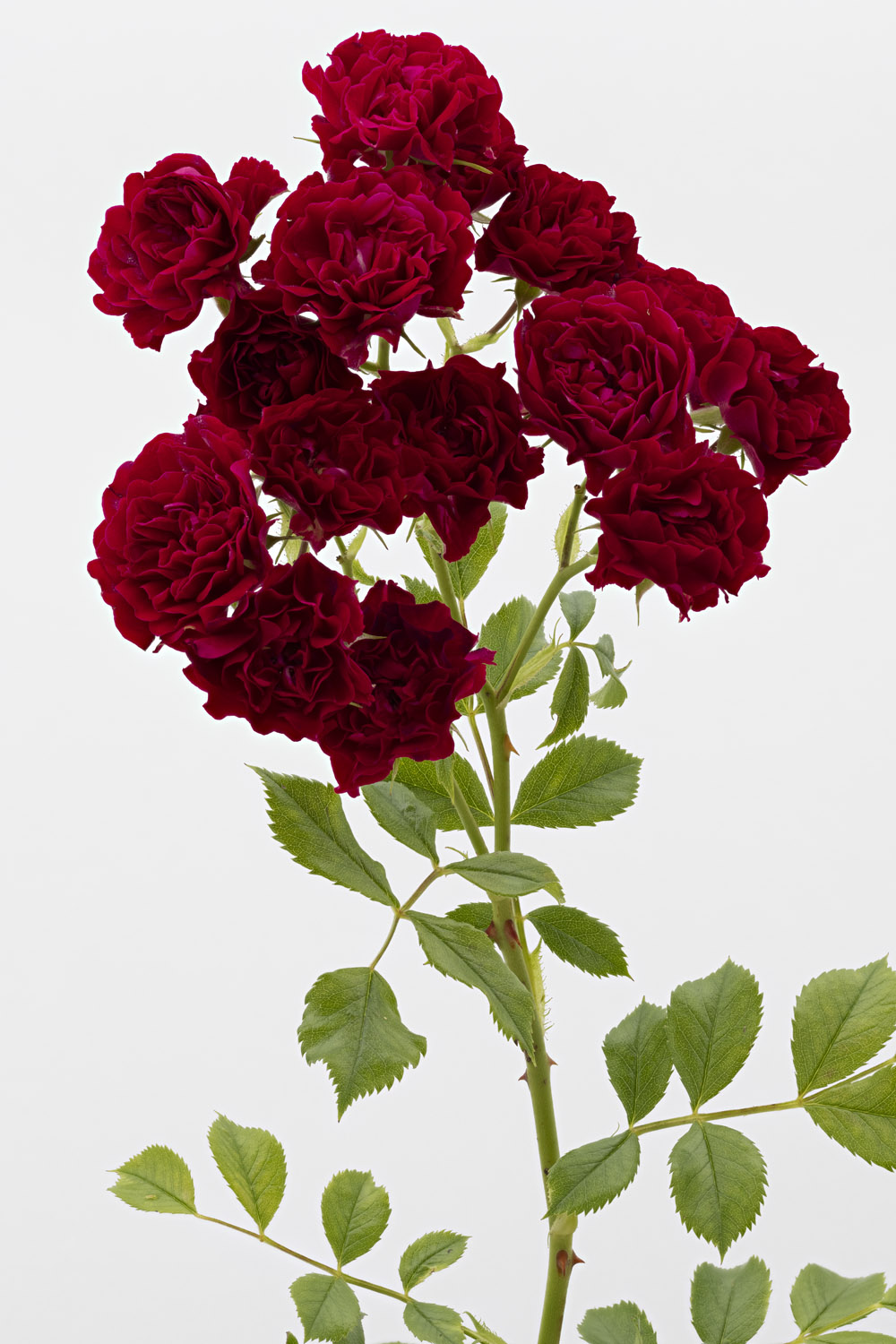 Jardin de Bagatelle #pierrejosephredout&eacute;